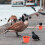 Red Plastic Bird Feeder Cups for Parrot Cage 4-Pack 6