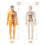3D Human Anatomy Model for Education and Physiology Classes 6