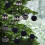 Flocked Christmas Balls Brown Plastic 16 Pack 2.36 Inch 6
