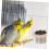 Stainless Steel Bird Feeding Bowl with Wooden Frame 1 Pack 5