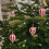 Christmas Candy Ball Ornament Plastic Red White Striped 6pcs 4