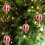 Christmas Candy Ball Ornament Plastic Red White Striped 6pcs 5