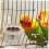 Stainless Steel Bird Feeding Bowl with Wooden Frame 1 Pack 7