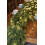 Cypress Artificial Christmas Garland with Warm White LED 6