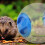 Hamster Exercise Ball Transparent Plastic 2 pcs Blue 8