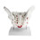 Female Pelvis Model with Removable Organs and Muscles, 4