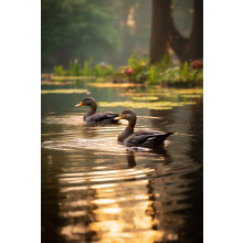 Wooden Duck Puzzle for Adults 1000 Pieces