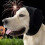 JOR Dog Ear Muffs Noise Canceling Adjustable Hearing 2