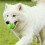 Pet Toys Interactive Squeaky Rubber Chew Toy TPR 1 Pack 3
