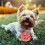 Multicolor Hollow Bell Ball Plastic Pet Toy 5