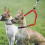 Reflective Double-Ended Dog Leash Retractable with Dual 3