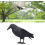 Plastic Crow Statue Simulation Decoy for Outdoor Garden 5