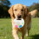 Interactive Chew Toy with Handle for Calming Chewing Play 5