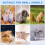 Squirrel Mineral Stone for Small Animals Teeth 2 pcs 8