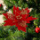 Artificial Glitter Poinsettia Flower Red Christmas Tree 4