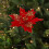 Artificial Glitter Poinsettia Flower Red Christmas Tree 2