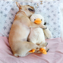 Durable Squeaky Duck-Shaped Dog Chew Toy for Small to Large
