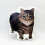 Cat Soft Toy Pillow PP Stuffed Comfortable for All Ages 6