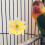 Parrot Rotating Rattle Toy Hanging Spinning Wheel for 5
