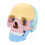 Human Skull Model Anatomy Educational Tool Detachable 1