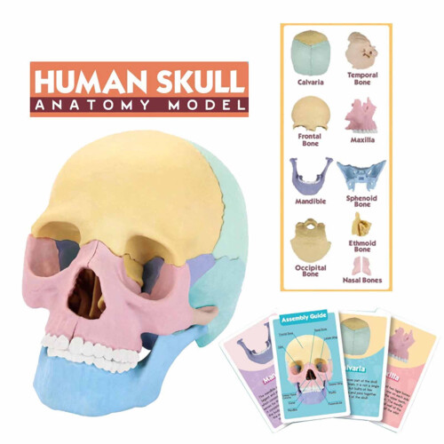 Human Skull Model Anatomy Educational Tool Detachable 1