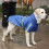 Dog Raincoat Hooded Adjustable Waterproof Lightweight 4