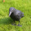 Black Raven Decoy Plastic 40cm Bird Control Deterrent 1