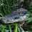 Alligator Head Statue Decor Lifelike Pond Decoy 1 pc 3