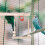 Parrot Cage Swing Stand Khaki 20 x 16 cm 3