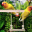 Parrot Cage Swing Stand Khaki 20 x 16 cm 4