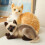 Siamese Cat Plush Toy Soft 25 cm for Kids 3+ 4