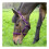 (Cob, Purple) Hy Fieldsafe Horse Headcollar 3