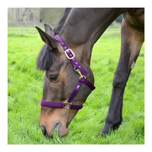 (Cob, Purple) Hy Fieldsafe Horse Headcollar 2