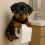 3D Printed Dog Toilet Paper Holder Wall-Mounted 3