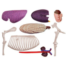 Tierorgan-Anatomiemodell 4D-Pferd Intelligenz Zusammenbauspielzeug Lehranatomiemodell DIY Populärwissenschaftliche Geräte