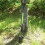 Bulb Planter Tool Crocus Long Handled Transplanter Comfortable T-Shaped Handle Multi-Purpose Gardening Tool for Weeding 3