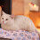 Super Soft Pet Blanket Set Flannel 5-Piece 6
