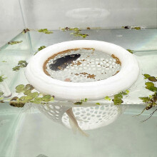 (White) Floating Betta Skins BettaShrimpFeeder Cave Hammock Feeding Rings Aquarium Hiding Decor