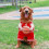 (Red, M) Costume da giocatore di basket per cani con palla per cani e gatti 3