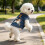 (S Paw) Summer Dog Tee Skin Friendly Quick Dry for Beach Hiking 4