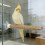 (16cm) Suction Cup Parrot Perch Window Portable Shower Perch Interactive Rope Toy Cage Accessory 3