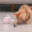 (1) Cat Scratcher Toy with Sound Automatic Moving Ball Interactive Robotic Kitten 4