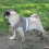 (Blue, XL) Ausbruchsicheres Katzengeschirr 5