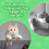 (Mouse) USB Rechargeable LED Cat Collar Toy Remote Bell Interactive Light Adjustable Indoor Cats 3