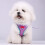 Cat Harness and Leash Set Adjustable Breathable Reflective 4