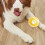 Solid Elastic Dog Teething Toy for Grip and Boredom Relief 6