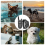 800M Electric Pet Dog Training E-Collar Anti-Bark Obedience Remote Control 2