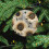 Rustic Barn Sunflower Ornament White Grey Wood 8