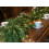 Artificial Norfolk Pine Garland 9FT Warm White LED 6