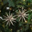 Champagne Exploding Star Ornament White Transparent 1 Pc 4